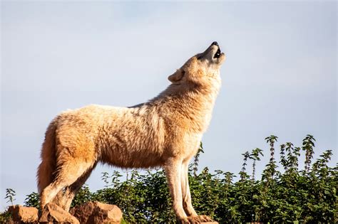 ハウル 犬 名前 とその不思議な世界